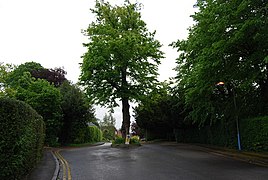 A tree being used to slow down car drivers