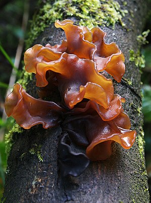 Морской гриб. Дрожалка листоватая Tremella foliacea. Гриб Tremella foliacea. Дрожалка Лиственная Phaeotremella frondosa. Гриб Дрожалка листоватая (Tremella foliacea).