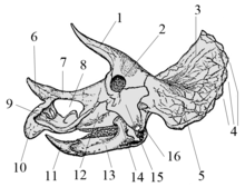 Triceratops prorsus old skull003.png