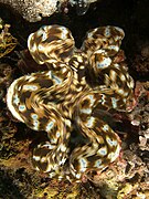 Tridacna squamosa (Giant clam) қоңыр және көк.jpg