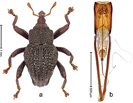 Trigonopterus duabelas