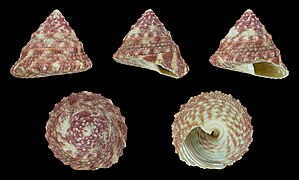 Trochus histrio (Actor Top Snail), shell, red form