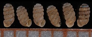 <i>Truncatellina costulata</i> Species of gastropod