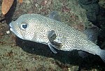 Thumbnail for Spot-fin porcupinefish