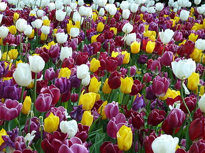 Tulipa cultivars in Amsterdam