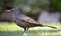 * Nomination Blackbird (Turdus merula). --Kadellar 16:13, 6 April 2015 (UTC) * Promotion Good quality. --Ximonic 18:26, 6 April 2015 (UTC)