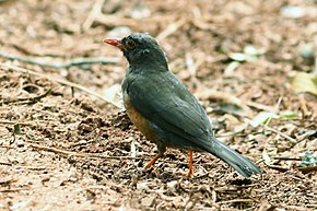 Beskrivelse af billedet Turdus roehli.jpg.