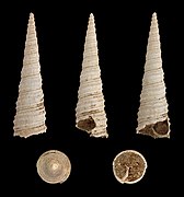 Turritella vermicularis, Fossil Shell