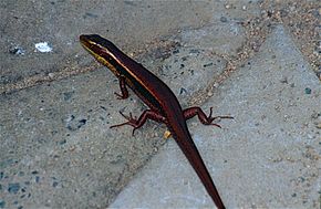 Descripción de Tussock Rainbow-skink (Carlia vivax) image (10106351135) .jpg.