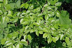 Ulmus-minor-foliage-mosaic.JPG