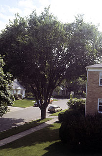 <i>Ulmus americana</i> Vase Elm cultivar