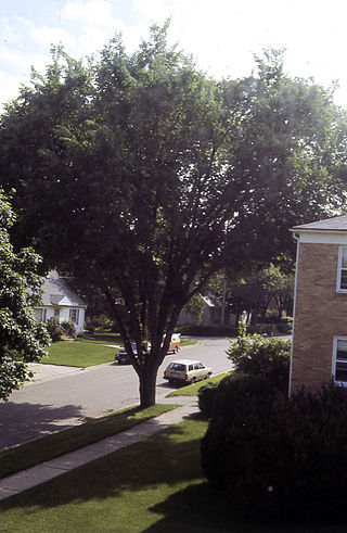 <i>Ulmus americana</i> Vase Elm cultivar