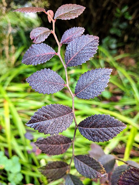 File:Ulmus pumila-IMG 20161222 080902.jpg