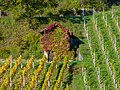 * Nomination Hut on a vineyard in Unterhaid near Bamberg --Ermell 09:24, 28 October 2022 (UTC) * Promotion Good quality --Llez 10:27, 28 October 2022 (UTC)