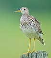 20 Upland Sandpiper (Bartramia longicauda)