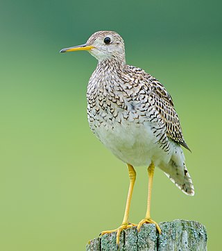 <span class="mw-page-title-main">Upland sandpiper</span> Species of bird