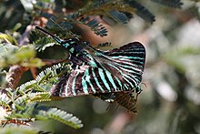 Urania moth (Urania boisduvalii) 3.JPG