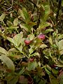 Vaccinium myrtillus