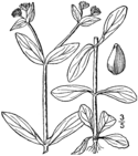 Valerianella chenopodiifolia.png