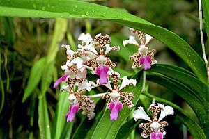 Orchideen Vanda: Beschreibung, Verbreitung, Systematik und botanische Geschichte