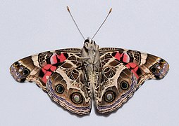 Bottom of a Vanessa virginiensis, American painted lady at the University of Mississippi Field Station