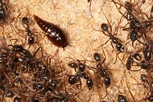 Loricate Vatesus sp. with host ants Vatesus with ants.jpg