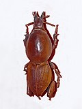 Miniatura para Hypocephalus armatus