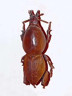 <i>Hypocephalus armatus</i> species of beetle