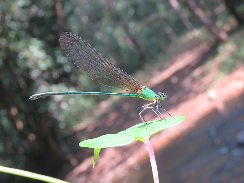 File:Vestalis gracilis - Clear-winged Forest Glory at Kannavam (14).jpg