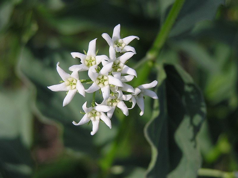 File:Vincetoxicum hirundinaria flowers.jpg