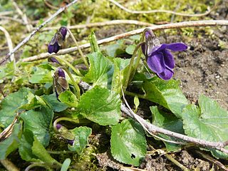 <i>Viola appalachiensis</i> Species of flowering plant