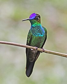 Violet-fronted Brilliant JCB.jpg