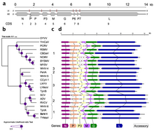 Phylogenetic tree and genome of cytorhabdoviruses Viruses-11-00982-g003.png