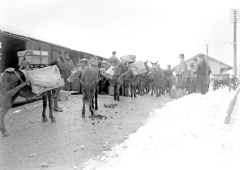 File:Vollbepackte Basttiere bereit für den Verlad auf die Eisenbahn - CH-BAR - 3239429.tif