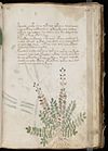 Voynich Manuscript (39).jpg