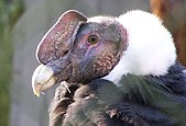 Andean Condor