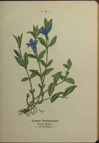 Plate 5 Vinca minor