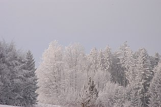 A forest covered by rime
