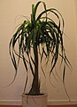 Indoor Plant