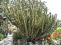 Weberbauerocereus cuzcoensis