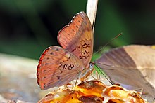 Западный красный планер (Cymothoe mabillei) underside.jpg