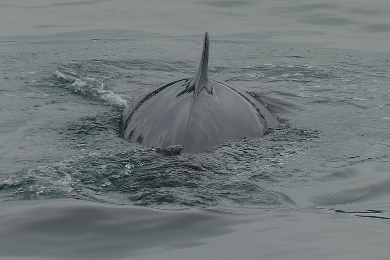 File:Whale watching Tadoussac 09.jpg