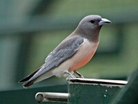 Woodswallow, White-breasted Artamus leucorynchus