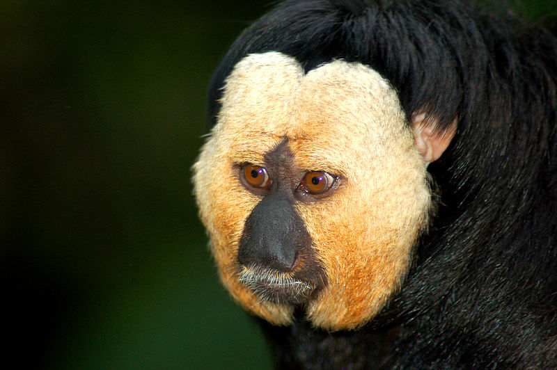 File:White faced saki (5941062382).jpg