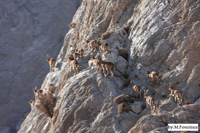File:Wild goats in Biduiyeh Protected Area.jpg