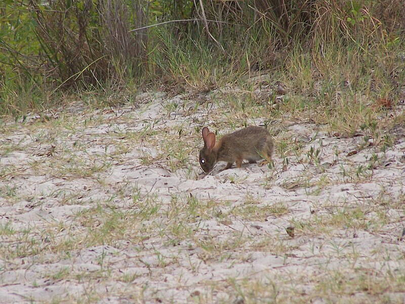 File:Wildlife on the beach (5816905284) (2).jpg