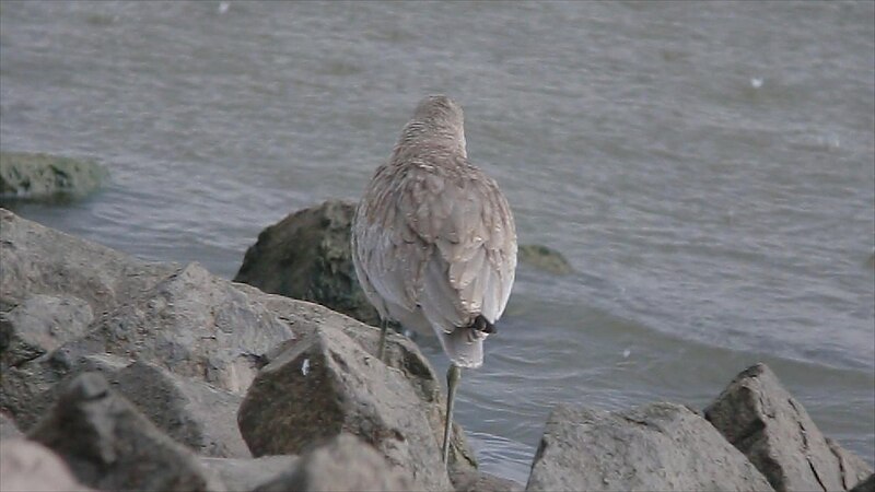 File:Willet (8372257878).jpg