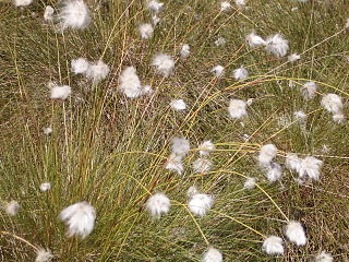 <i>Eriophorum vaginatum</i> species of plant