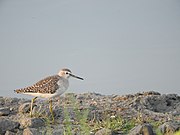 Wood sandpiper seen in Perumbakkam Lake, Chennai