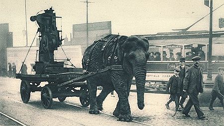 ไฟล์:Ww1-elephant.jpg